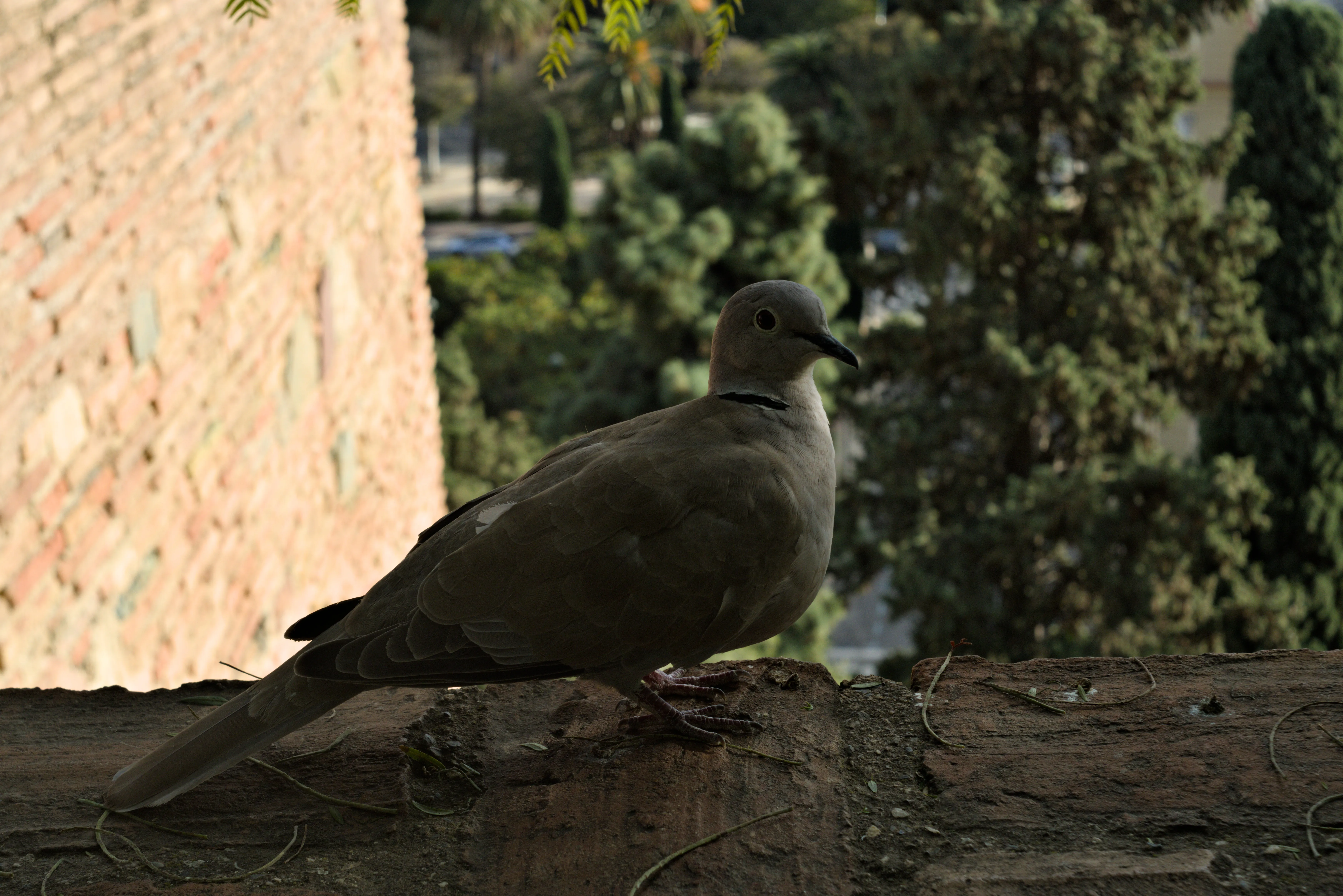 Meyer-Optik Görlitz Primagon 35mm f4.5 (M42) - _I4A7316.webp